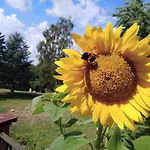 Sonnenblume Mit Sauna