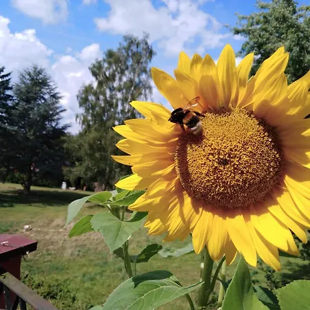 Sonnenblume Mit Sauna
