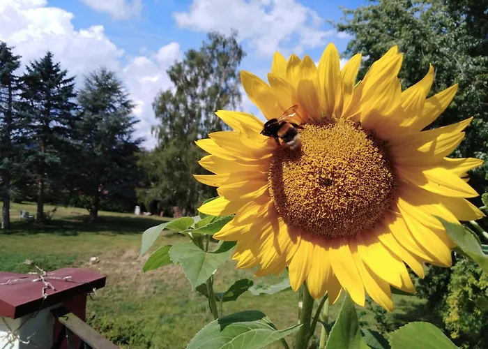 Sonnenblume Mit Sauna Appartement